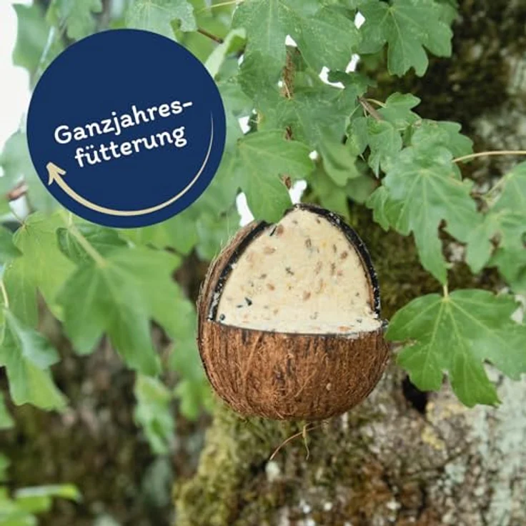 Lyra Pet® 3 x 4 Ganze Kokosnüsse mit V-Cut, Energiereiches Vogelfutter mit fetthaltiger Füllung, Ganzjahres Fettfutter für Wildvögel – Bild 3