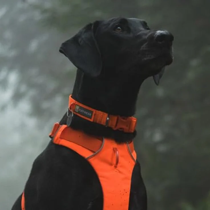 Ruffwear Front Range-Halsband, längenverstellbares Hundehalsband aus weichem Stoff mit V-Ring, Blaze Orange – Bild 5
