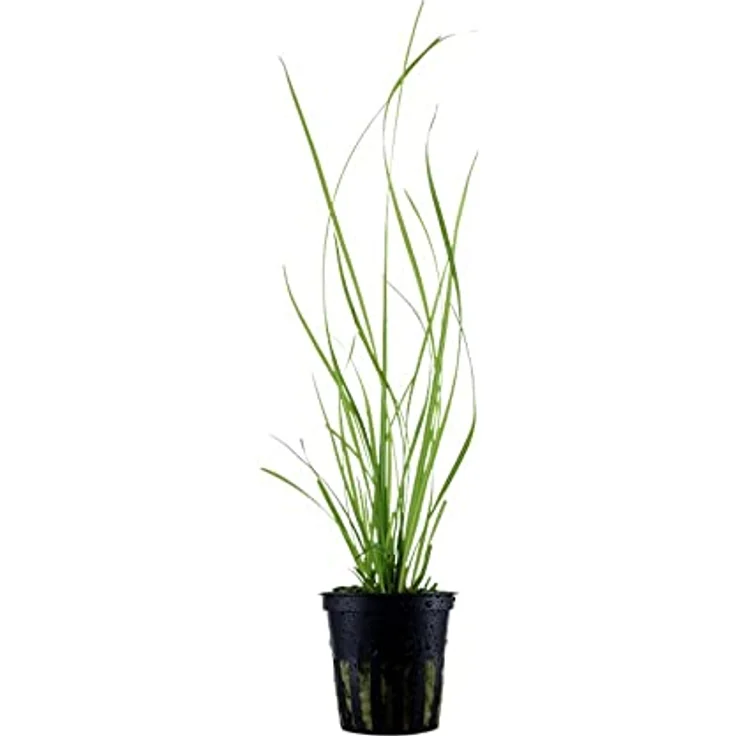 AquaOne Cyperus helferi Rosette, voll durchwurzelt, mittel, hohe hellgrüne Aquarienpflanze – Bild 1