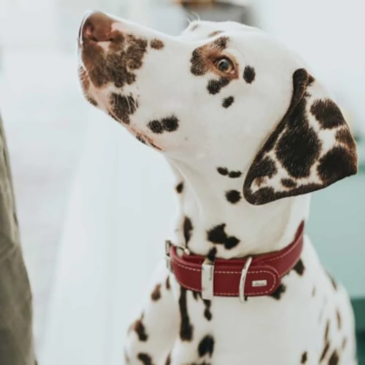 Hunter Hunde-Halsband Aalborg Special rot XS – Bild 7