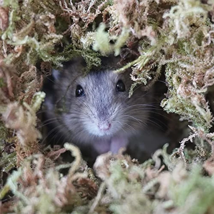 Begeterday 150g natürliches Waldmoos für Hamsterkäfige, weich und geruchsabsorbierend, ideal für Kleintiere und Reptilien – Bild 4