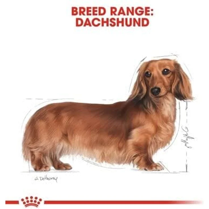 Royal Canin Dachshund Adult, Hundefutter für ausgewachsene Dackel, 1,5 kg, unterstützt Knochen und Gelenke – Bild 3