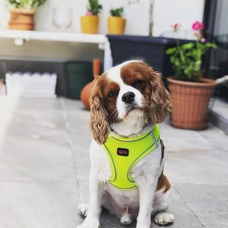 Tailpetz Air-Mesh Brustgeschirr für kleine und mittelgroße Katzen und Hunde – Weich, Atmungsaktiv, Strapazierfähig, Neonlimette, 2XS (Brustumfang 30,5–33 cm) – Bild 2