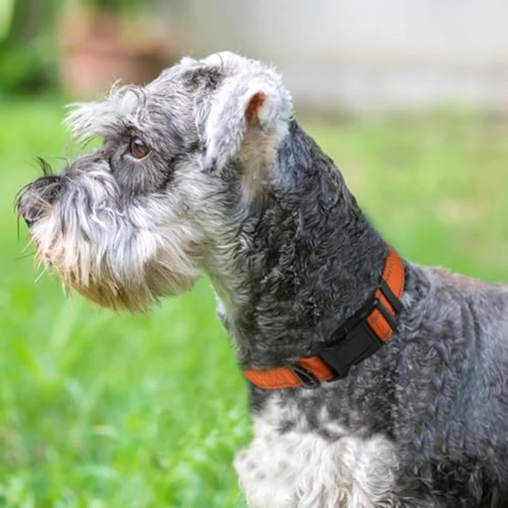 Joytale Hundehalsband M, Gepolstert aus Neopren Nylon, Verstellbar, Reflektierend, Orange – Bild 2