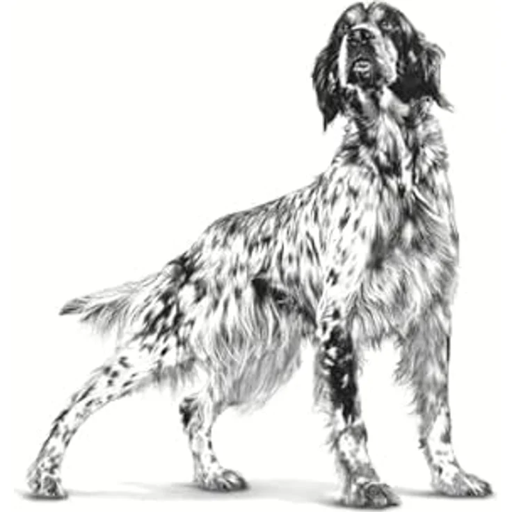 Royal Canin Veterinary Urinary S/O Canine Mousse, Diät-Alleinfuttermittel für ausgewachsene Hunde, 12 x 410 g, zur Unterstützung bei Struvitsteinen und zur Urinverdünnung – Bild 4