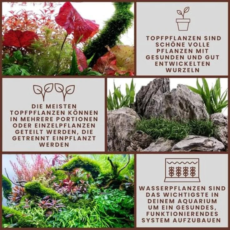 AquaOne Cryptocoryne balansae, voll durchwurzelte Aquariumpflanze mit langen, schmalen Blättern, 15-50 cm hoch, pflegeleicht für Aquascaping – Bild 5