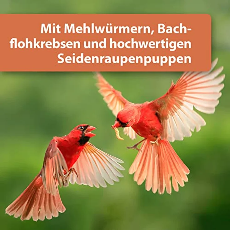 Quiko Protein Mix 700g, Vogelfutter für Wildvögel, vitaminreiche Energiequelle für Gartenvögel, ganzjährig geeignet – Bild 5