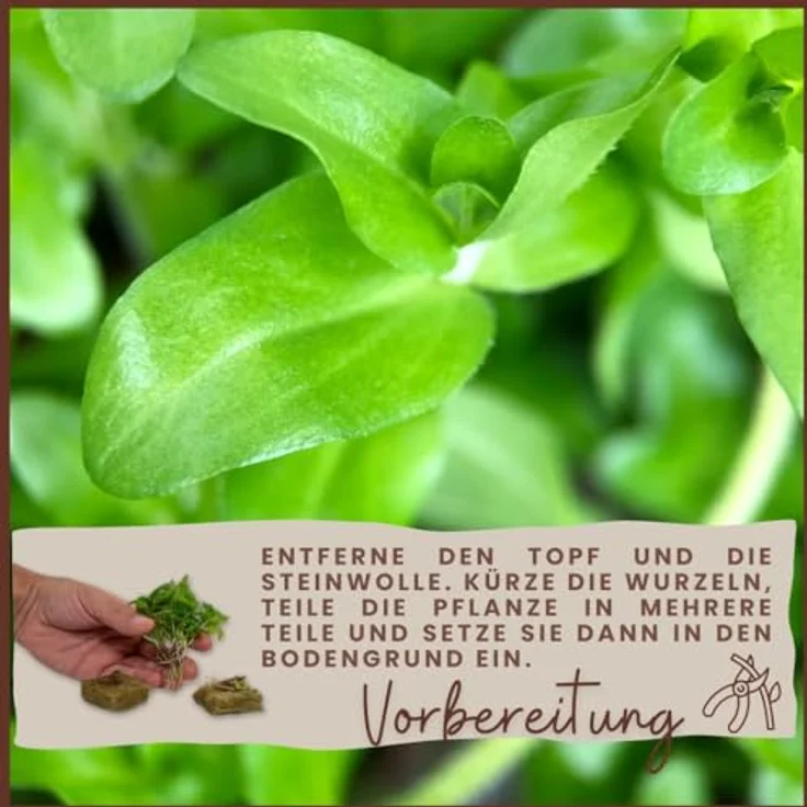 AquaOne Pogostemon helferi, 3 Stück Aquariumpflanze, voll durchwurzelt, pflegeleicht, Höhe 5-10cm, ideal für Aquascaping – Bild 5