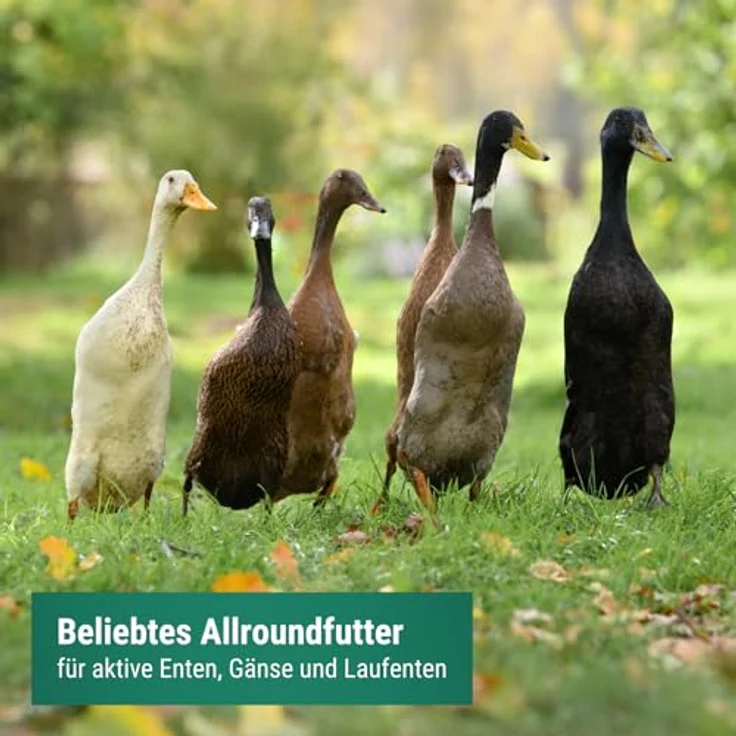 Agrarzone Entenfutter Laufenten, 20 kg Hochwertiges Futter ohne Gentechnik für gesunde Enten und Wassergeflügel – Bild 2