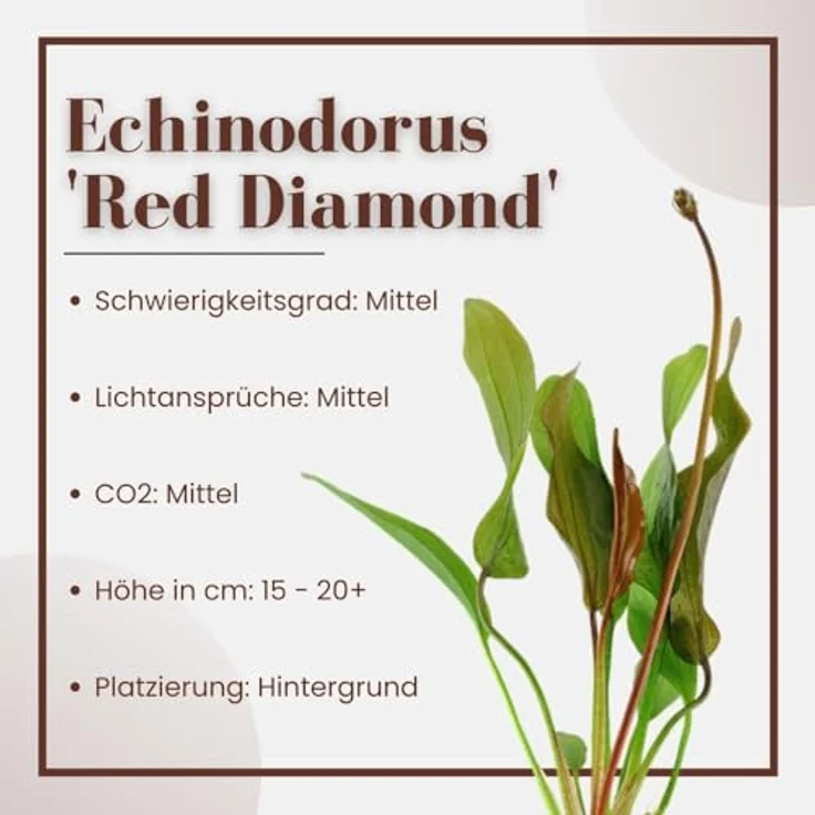 AquaOne Echinodorus 'Red Diamond', 3er Set Aquarienpflanzen mit rubinroten Blättern für Aquascaping, 15-25 cm hoch – Bild 3