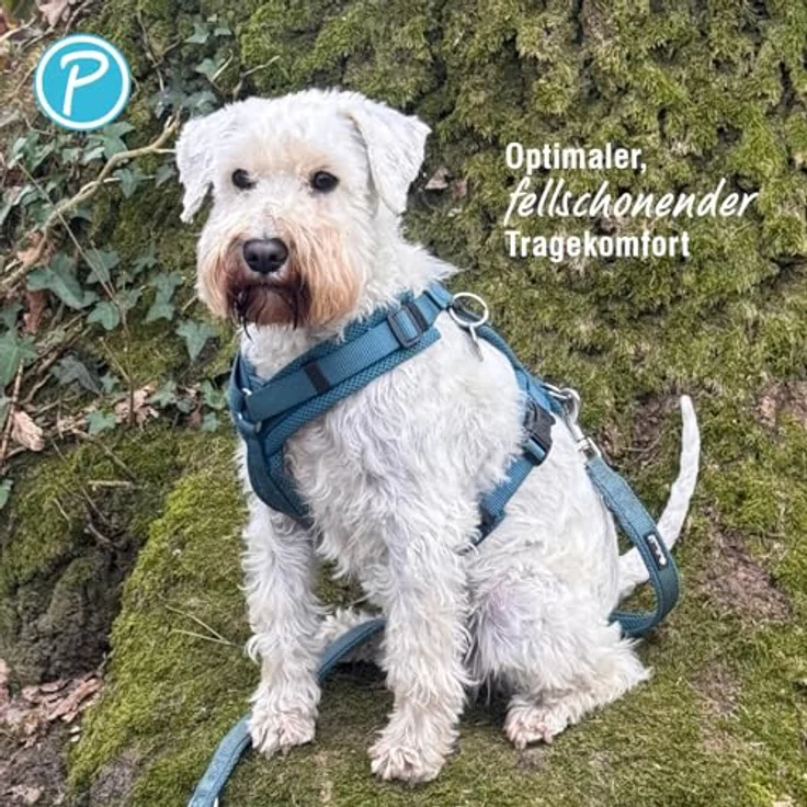 Petlando Hundegeschirr Y-Comfort, gepolstert, atmungsaktiv, stufenlos verstellbar, für sehr kleine Hunde, Petrol, Größe XS – Bild 4