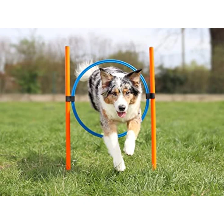 Lemodo Agility Set für kleine und mittlere Hunde, Hundetraining mit Agility Hürde, Hundetunnel und Sprungring, individuell anpassbar – Bild 5