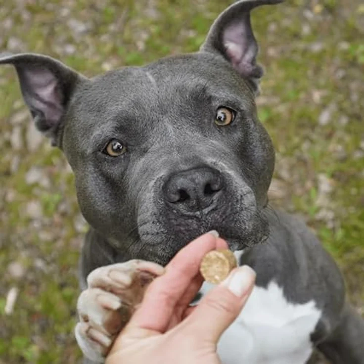 Bellfor Complete-Snack ZEComplete für Hunde, 3x150 g Getreidefreier Hundesnack mit natürlichem Insektenprotein und hoher Laurinsäurekonzentration – Bild 5