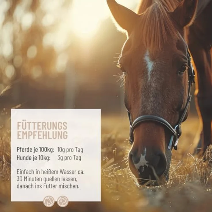 ReaVET Flohsamenschalen für Pferd & Hund, 3kg, naturrein, ballaststoffreich, glutenfrei, ohne Zusätze, Premium Qualität – Bild 3