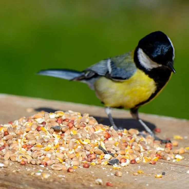 dobar® Wildvogelfutter 25 kg, Ganzjahresstreufutter für Vogelfutterhäuser und -säulen, hochwertige Mischung aus Getreide und Saaten – Bild 4