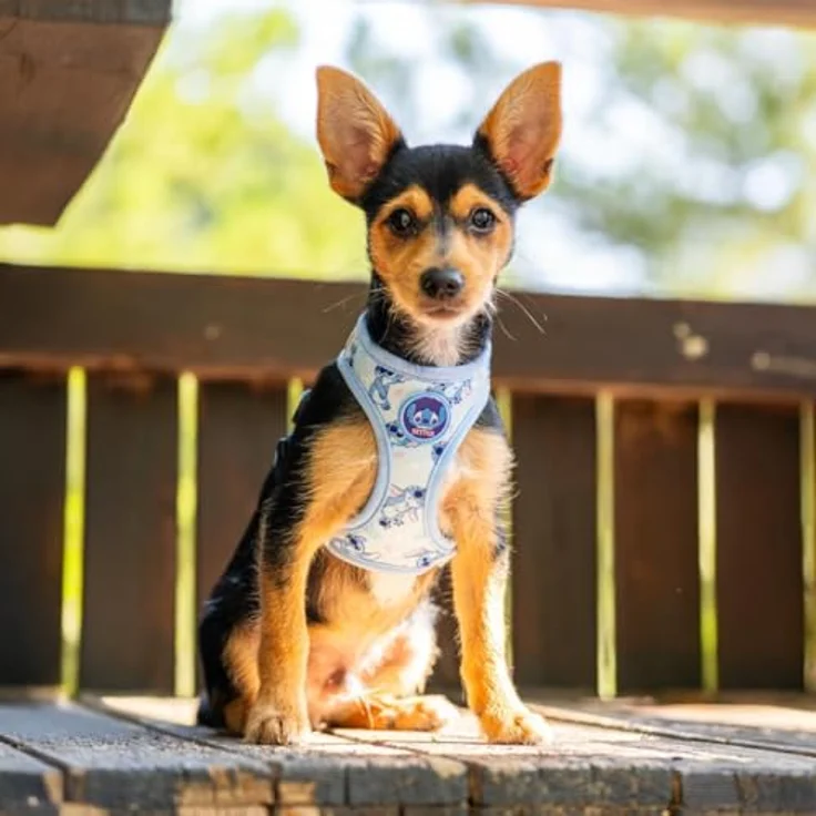 Cerda Geschirr Lilo & Stitch XXS / XS, Verstellbares und leichtes Hundegeschirr aus 100 % Polyester für kleine Hunde – Bild 9