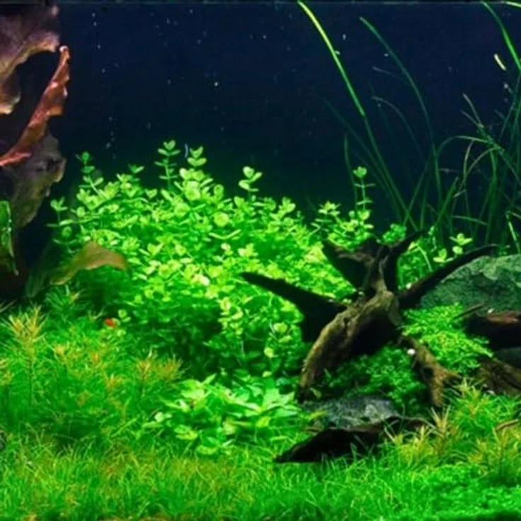 AquaOne Lindernia rotundifolia, voll durchwurzelte Mittelgrund Wasserpflanze für Aquascaping, Stängelpflanze mit marmorierten Blättern – Bild 1