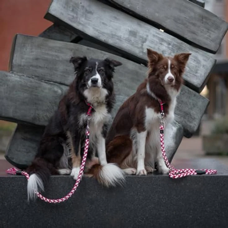 TRIXIE Hundeleine Leine Cavo rot, strapazierfähig und sicher – Bild 4