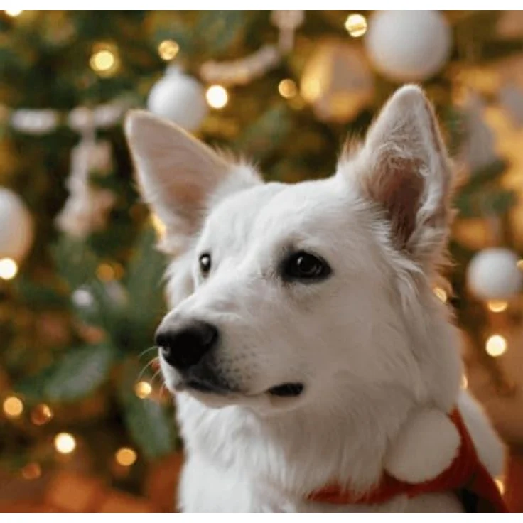 Grau Naturreines Knochenmehl 400g, natürliche Kalziumversorgung für Hunde, grau – Bild 4