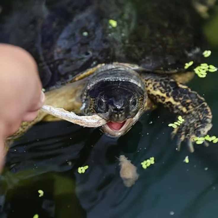 JBL Proterra PESCARUS 250ml, Fischfutter mit getrockneten Fischen und Garnelen, artgerechte Ergänzung ohne künstliche Zusatzstoffe – Bild 5