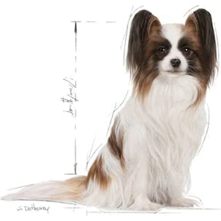 Royal Canin X-Small Adult 8+, Hundefutter für kleine Hunde ab 8 Jahren, 1,5 kg, mit Zahnputzeffekt und essenziellen Nährstoffen – Bild 4
