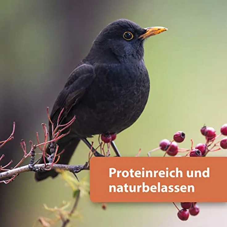 Quiko Protein Mix 700g, Vogelfutter für Wildvögel, vitaminreiche Energiequelle für Gartenvögel, ganzjährig geeignet – Bild 3