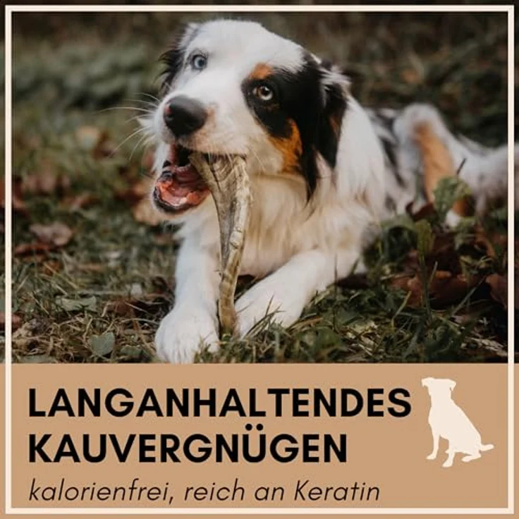 Supravit Kauhorn vom Schaf - Schafhorn XS, Natürliches, splitterfreies Hundespielzeug zur Zahnpflege, 100% naturbelassen – Bild 3