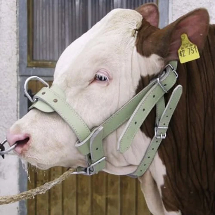 Agritura Bullenhalfter A00865, Rinderhalfter aus schwerem Chromleder, doppelt genäht, mit stabilen Beschlägen – Bild 3