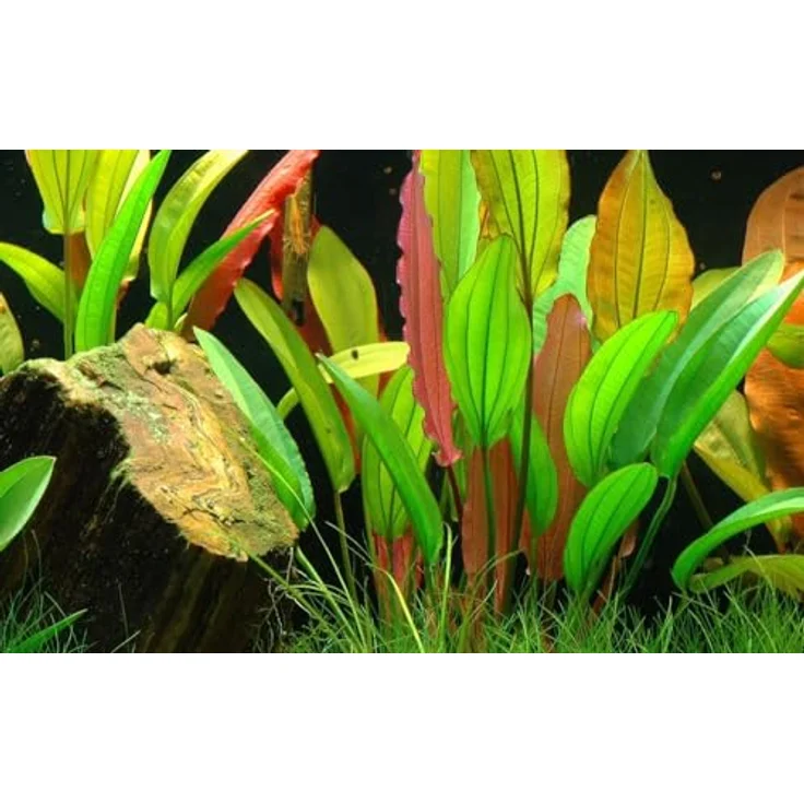AquaOne Echinodorus 'Red Diamond', 3er Set Aquarienpflanzen mit rubinroten Blättern für Aquascaping, 15-25 cm hoch – Bild 2