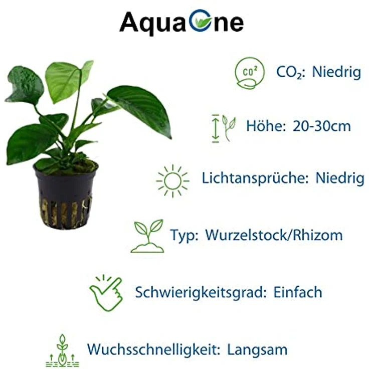 AquaOne Anubias Wasserpflanzen Set, 4x Vielzahl für Barschbecken, gesunde Topfpflanzen – Bild 5