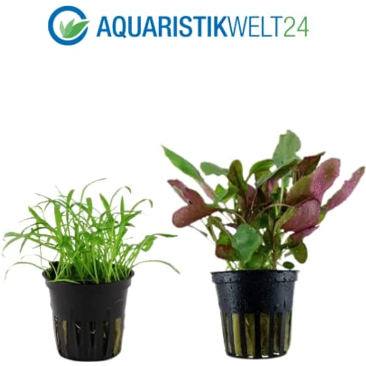 AquaOne Aquarium Pflanzen Set, 3x Aquariumpflanzen Lilaeopsis brasiliensis, Lobelia cardinalis, Hygrophila Siamensis für Einsteiger und Nanobecken – Bild 3
