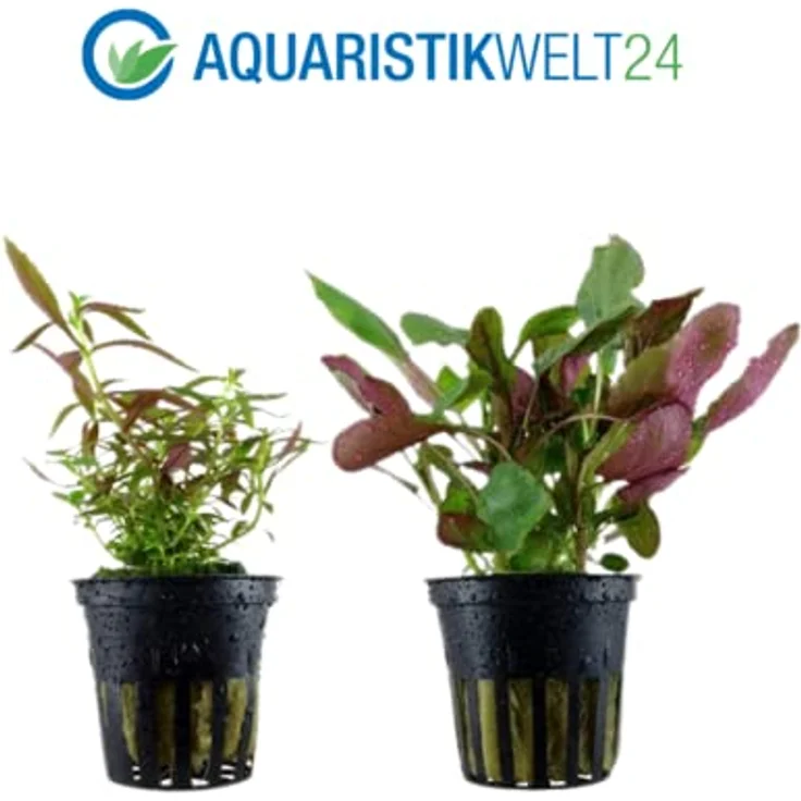 AquaOne Aquarium Pflanzen Set, 3X Mittelgrund Aquarienpflanzen, Lobelia cardinalis, Limnophila hippuridoides, Staurogyne repens – Bild 3