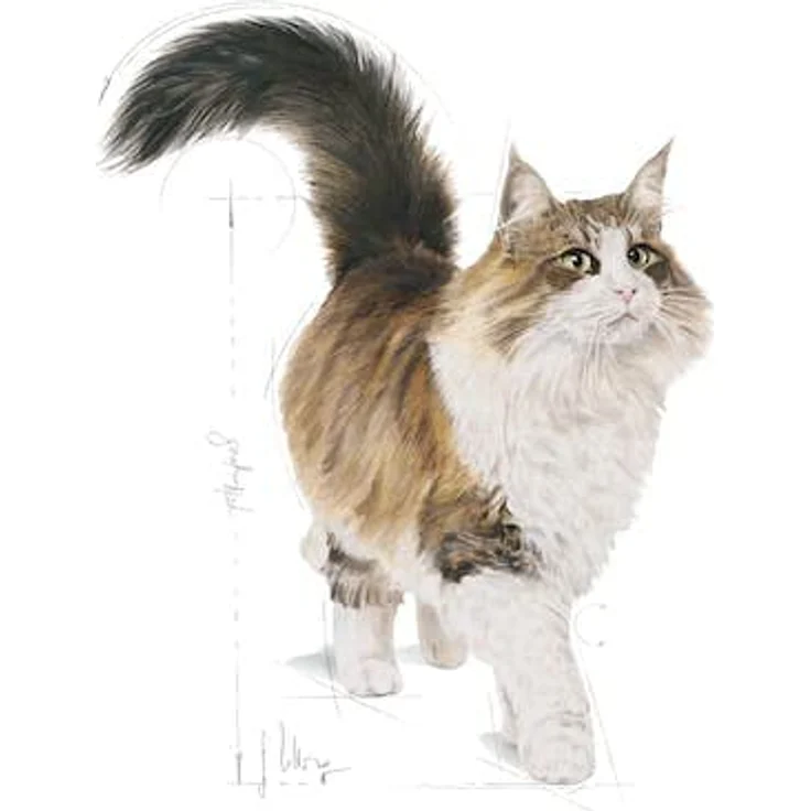 Royal Canin Instinctive in Soße, Katzen-Nassfutter, Sparpaket 24 x 85 g, für wählerische Katzen, optimale Nährstoffstrukturen, unterstützt gesunde Harnwege – Bild 5