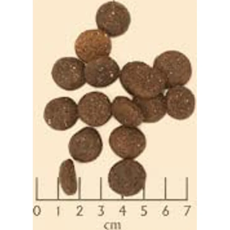 WOLFSBLUT Blue Mountain Adult Trockenfutter, 12,5 kg, getreidefrei mit Wild und Superfoods für ausgewachsene Hunde – Bild 4