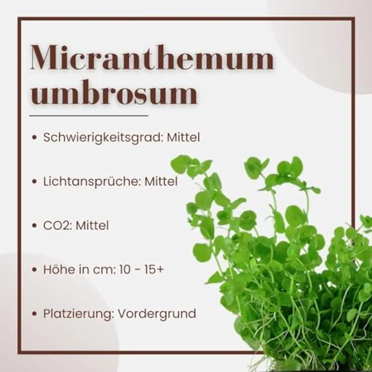 AquaOne Micranthemum umbrosum, voll durchwurzelt, mittelgroße Vordergrund Wasserpflanze für Aquarien-Dekoration – Bild 2