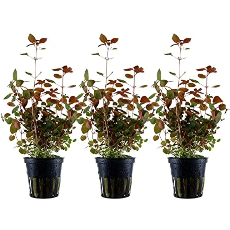 AquaOne Ludwigia palustris 'Super Red', Set mit 3 voll durchwurzelten Aquarienpflanzen für einfaches Aquascaping, 10-30 cm hoch