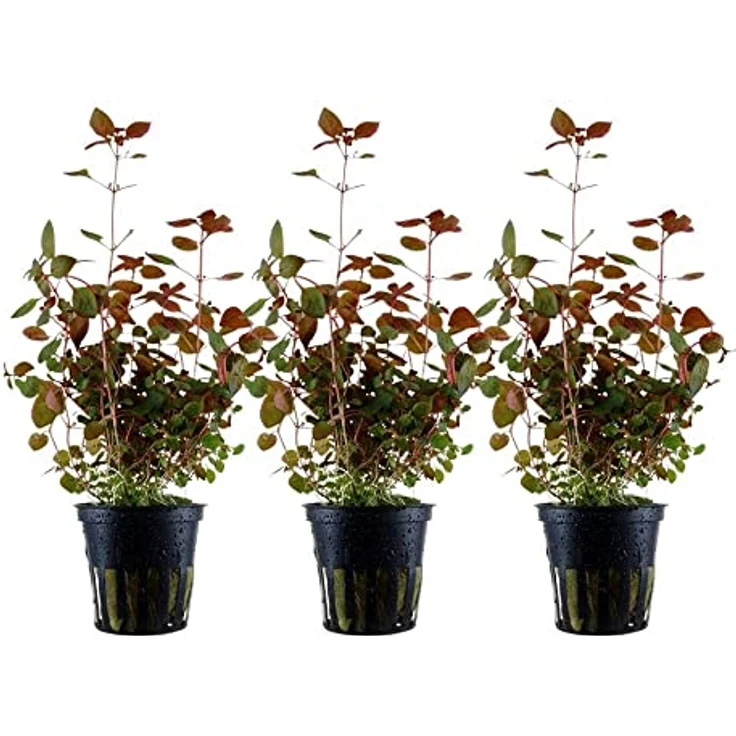 AquaOne Ludwigia palustris 'Super Red', Set mit 3 voll durchwurzelten Aquarienpflanzen für einfaches Aquascaping, 10-30 cm hoch – Bild 1