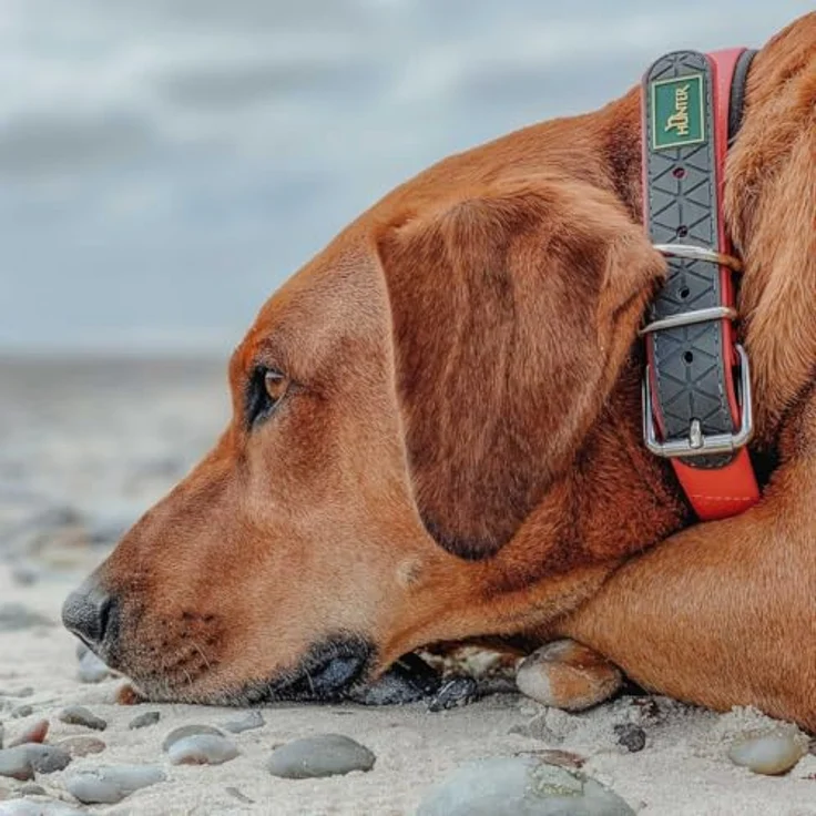 Hunter Hunde-Halsband Convenience Comfort neon-orange L – Bild 5