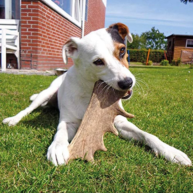Schecker Spielknochen Damhirsch-Geweih für den Hund, Gr. XL = 125 - 160g, Packung (1-tlg), echtes, reines Naturprodukt – Bild 6