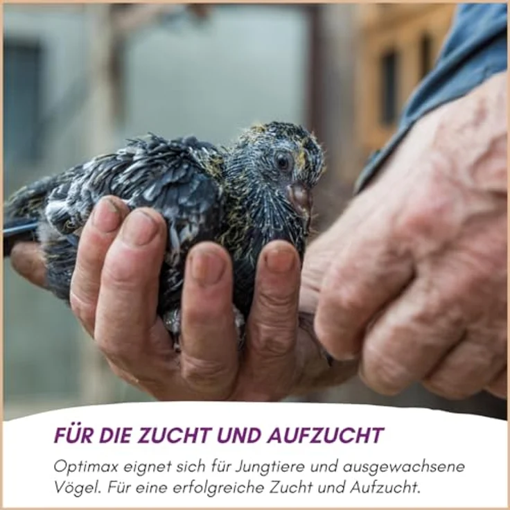 Optimax Kondition- und Aufzuchtfutter für Vögel, 1kg Eifutter für Ziervogelarten, reich an Proteinen und Nährstoffen, ideal für Kanarienvögel und Wellensittiche – Bild 4