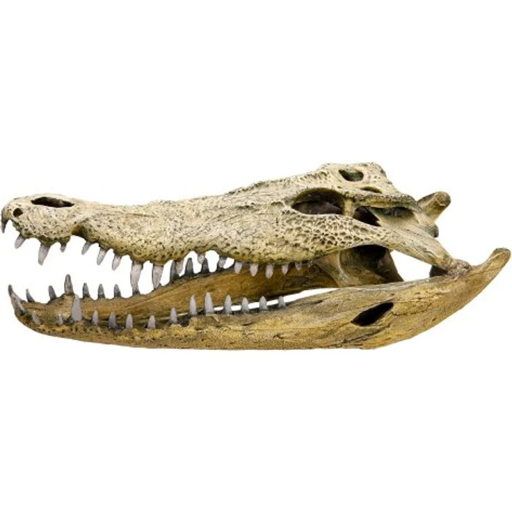 Nobby Aquariumdekoration Krokodil Schädel, 47.5x20.5x16cm aus robustem Polyresin, pH-neutral, geeignet für Süß- und Meerwasser-Aquarien – Bild 2