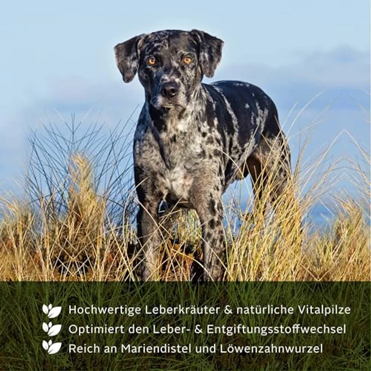 TJURE Leber Liquid für Hunde | 500 ml | Mit Mariendistel, Reishi & Löwenzahn | Natürliche Leberunterstützung durch Bitterstoffe & Kräuter | Hochkonzentriertes Kräuterliquid von Tierärzten entwickelt – Bild 4