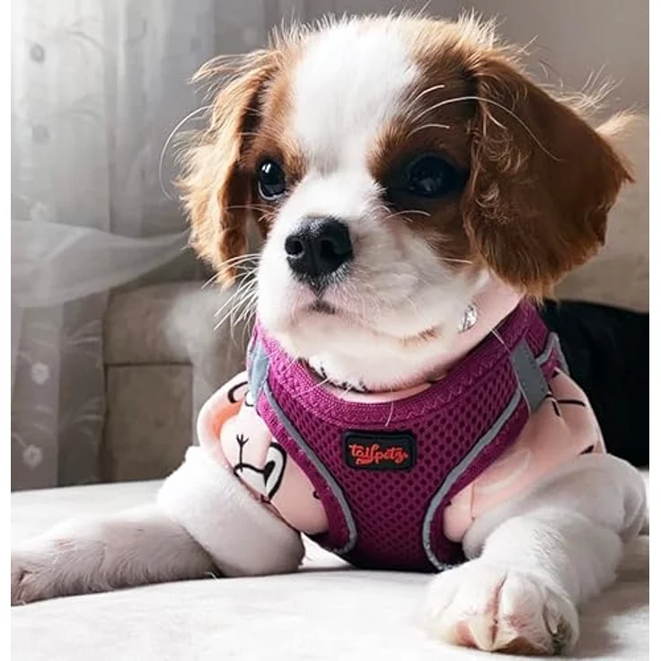 Tailpetz Air-Mesh Brustgeschirr für kleine und mittelgroße Katzen und Hunde – Weich, Atmungsaktiv, Strapazierfähig, Violett, L (Brustumfang 59–63,5 cm) – Bild 2
