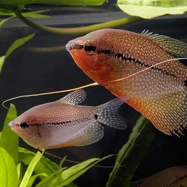 JBL PRONOVO GOURAMI GRANO, Hauptfutter-Granulat für Guramis, Fadenfische und Labyrinther, Größe S, 250 ml, mit präbiotischen Ballaststoffen und natürlichem Astaxanthin – Bild 2