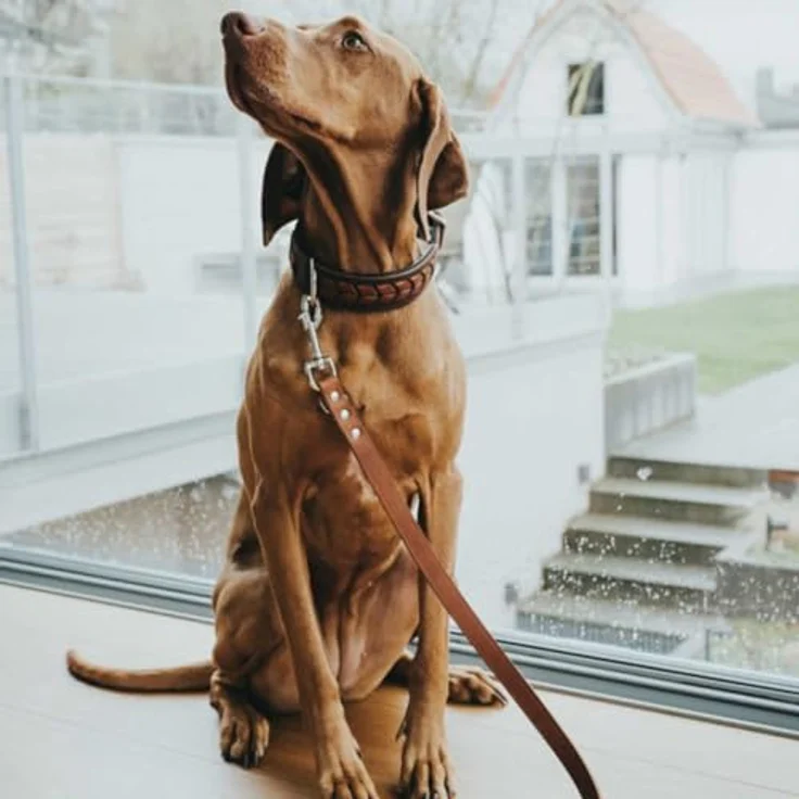 Hunter Hunde-Leine verstellbar cognac 16-200 – Bild 3