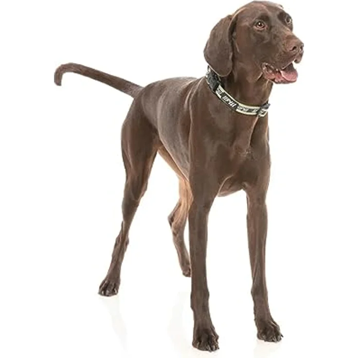 FuzzYard LIFE Hunde-Halsband Hundehalsband - mit Sicherheitssteckverschluss, Nylon und Neopren, in Schwarz, Größe M – Bild 2