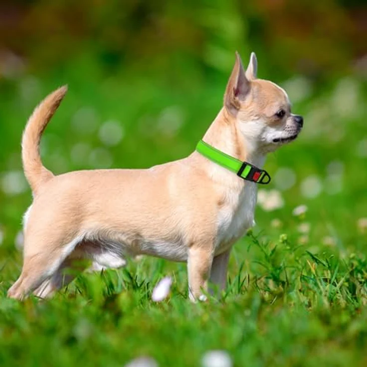 Taglory Hundehalsband, Weich Gepolstertes Neopren Nylon für Welpen, Verstellbar und Reflektierend, Grün – Bild 2