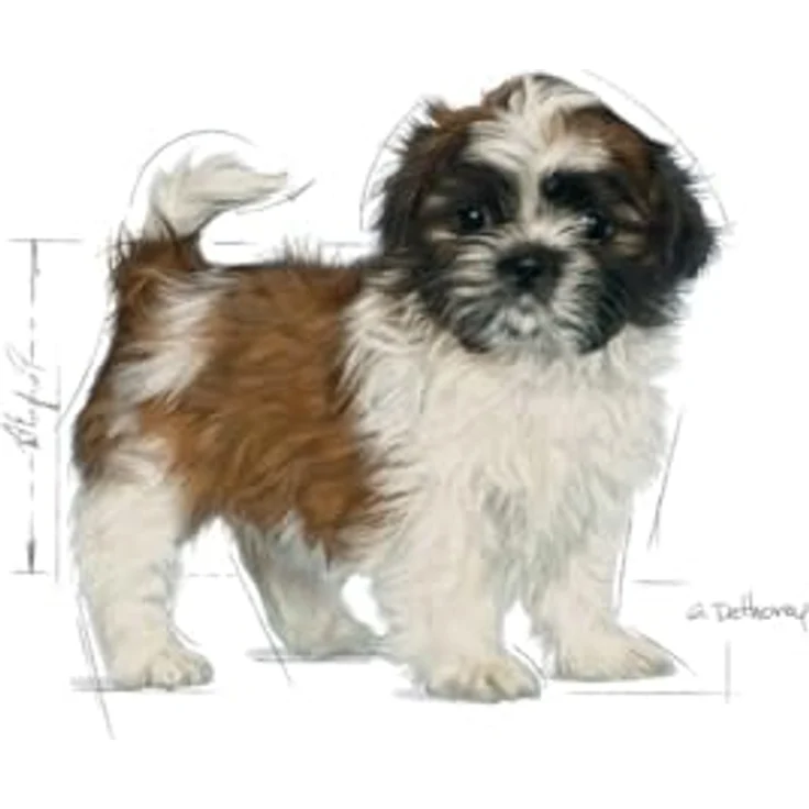 Royal Canin Shih Tzu Puppy, Trockenfutter für Welpen mit taurinhaltigen Inhaltsstoffen, 1,5kg – Bild 3