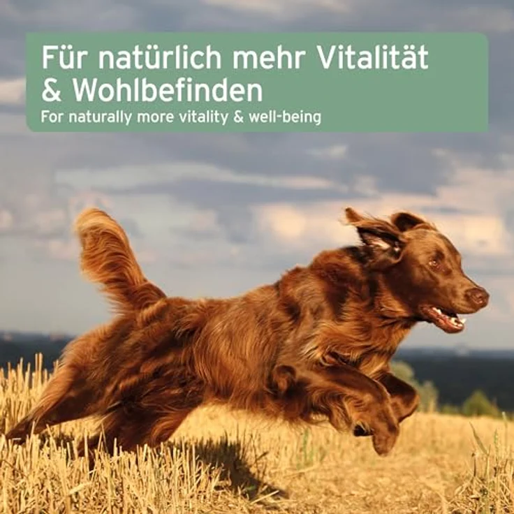 AniForte Lachsöl 5l, 100% reines Lachsöl für Hunde, Katzen und Pferde, unterstützt Haut- und Fellgesundheit mit Omega-3-Fettsäuren – Bild 7