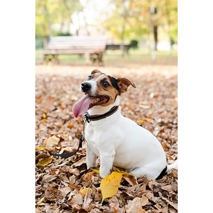 Canina KRÄUTER-DOC® Wumex, 25g Hunde Nahrungsergänzungsmittel zur Unterstützung der Darmflora und Abwehr, 100% natürliche Zutaten – Bild 5
